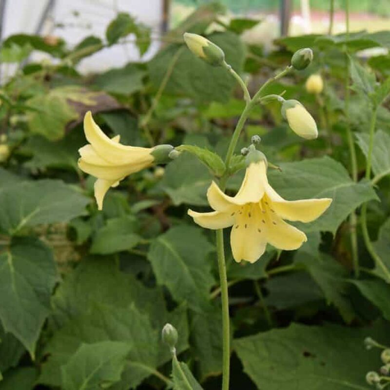 Kirengeshoma palmata ---